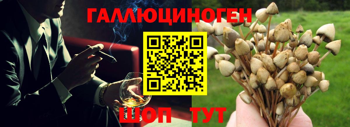 Курчатов  Галлюциногенные грибы Psilocybine cubensis  Псилоцибиновые грибы мицелий  Вход с VPN 
